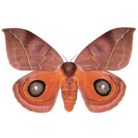 Automeris oaxacensis FEMALE pink orange saturn moth Guatemala