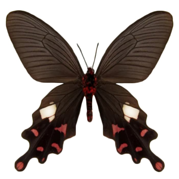 Byasa polyeuctes VERSO “Common Windmill” pink red swallowtail butterfly Thailand