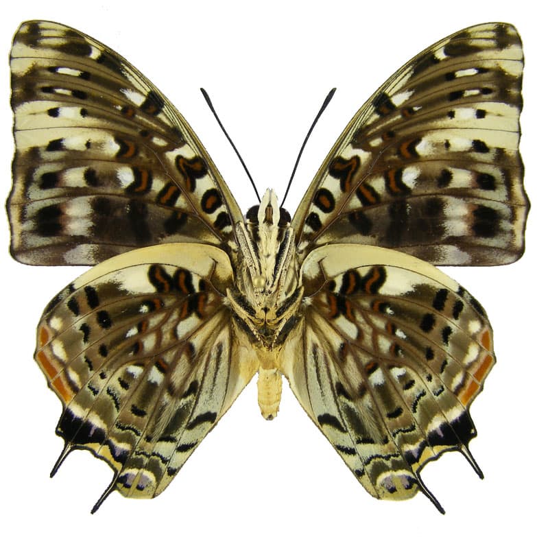 Charaxes etesipe VERSO “Savannah Charaxes” white butterfly Africa