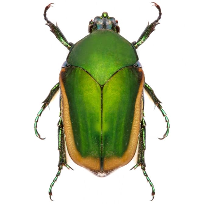 Cotinus mutabilis green figeater beetle PINNED Arizona USA