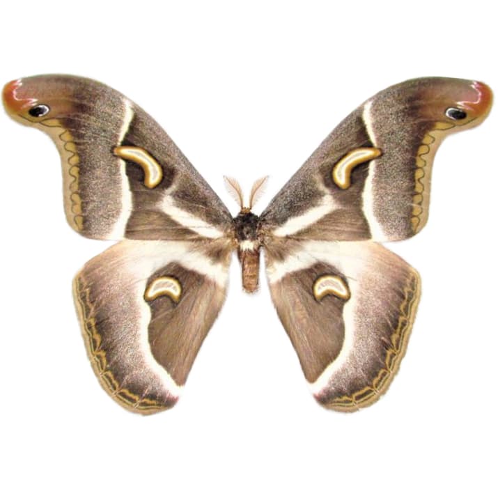 Epiphora ploetzi white gold saturn moth Africa