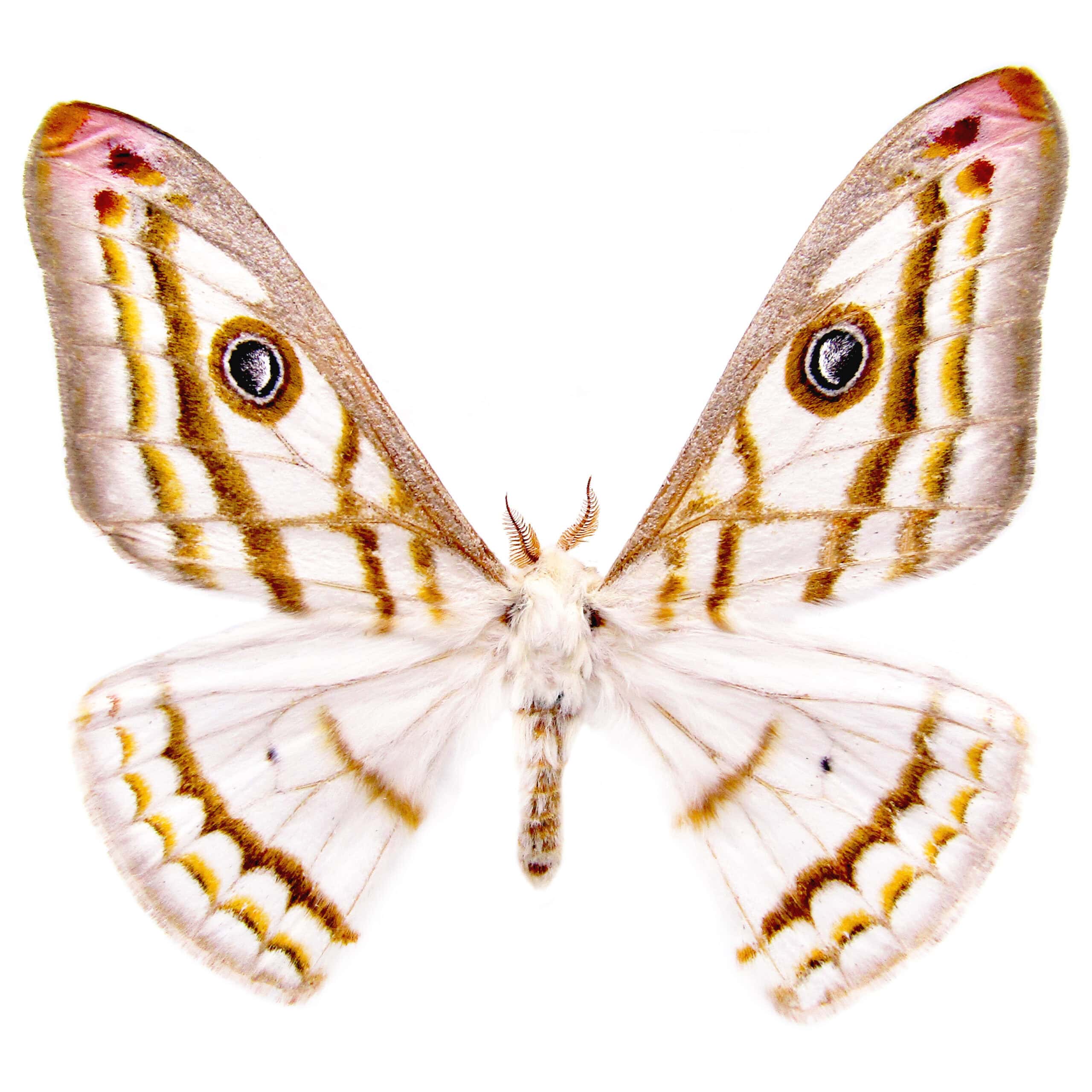 Heniocha dyops “Marbled Emperor” white saturn moth Africa