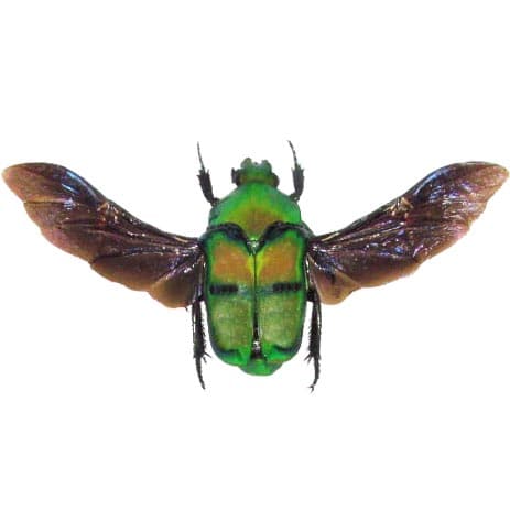 Ischiopsopha bifasciata green scarab beetle Indonesia