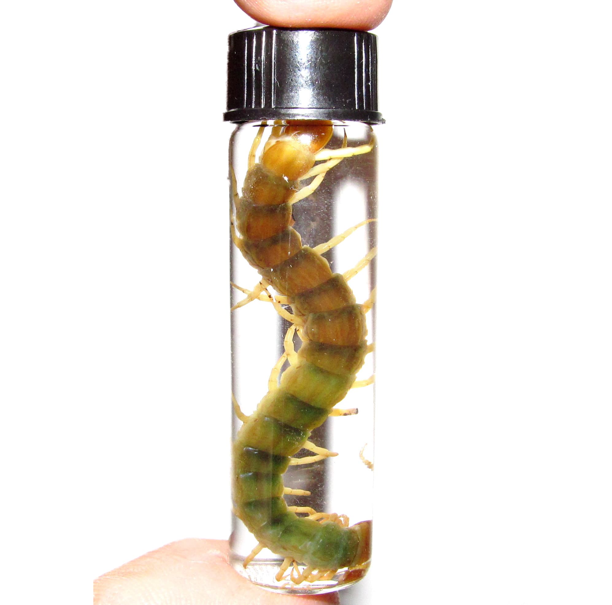 centipede wet specimen Arizona USA