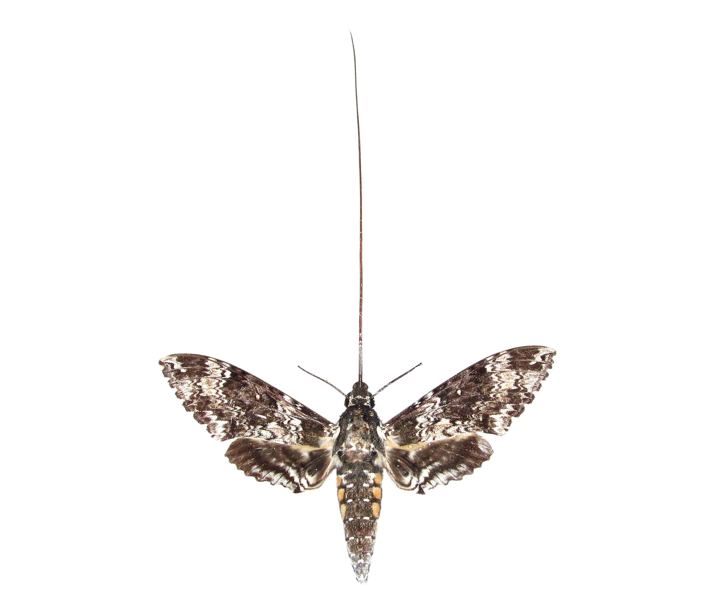 Manduca rustica pollinator sphinx moth Arizona