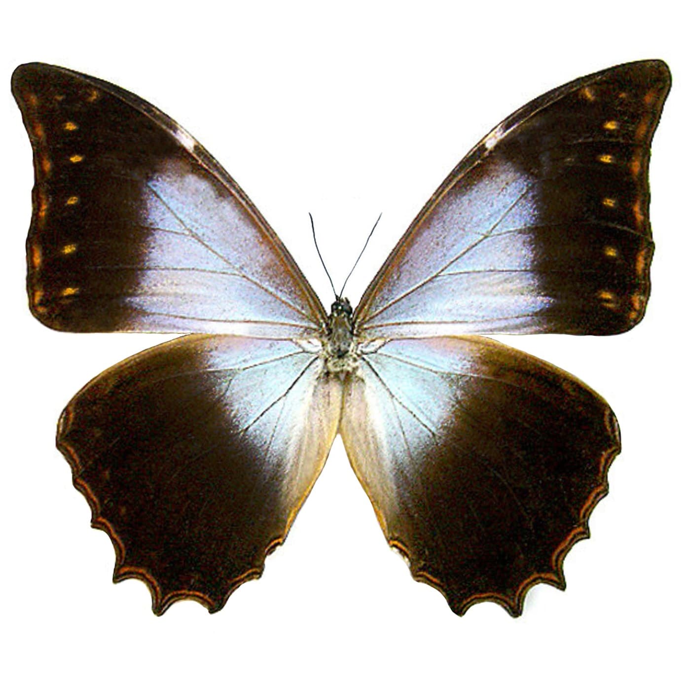 Morpho schweizeri purple butterfly Veracruz RARE