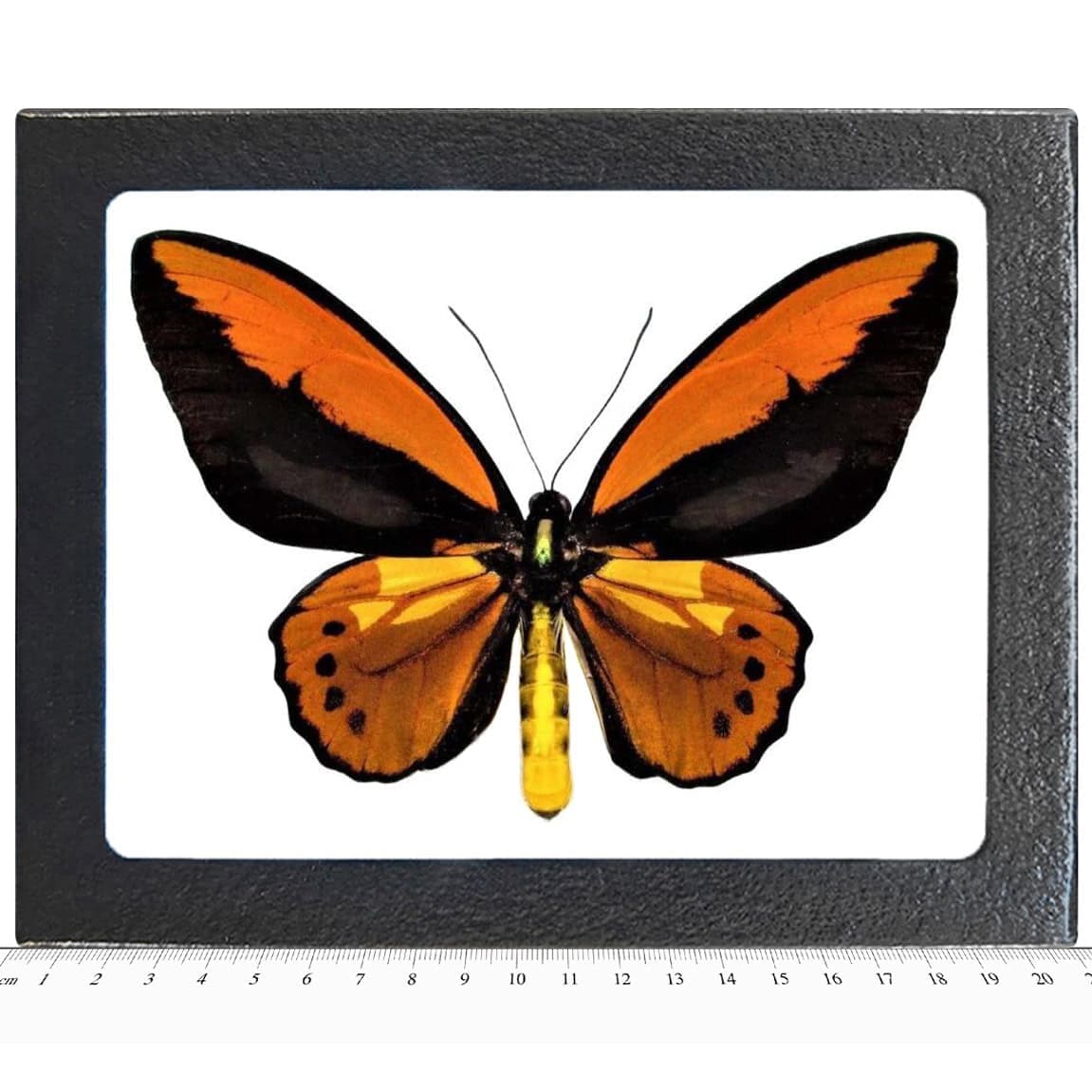 Ornithoptera croesus MALE orange copper birdwing butterfly Indonesia