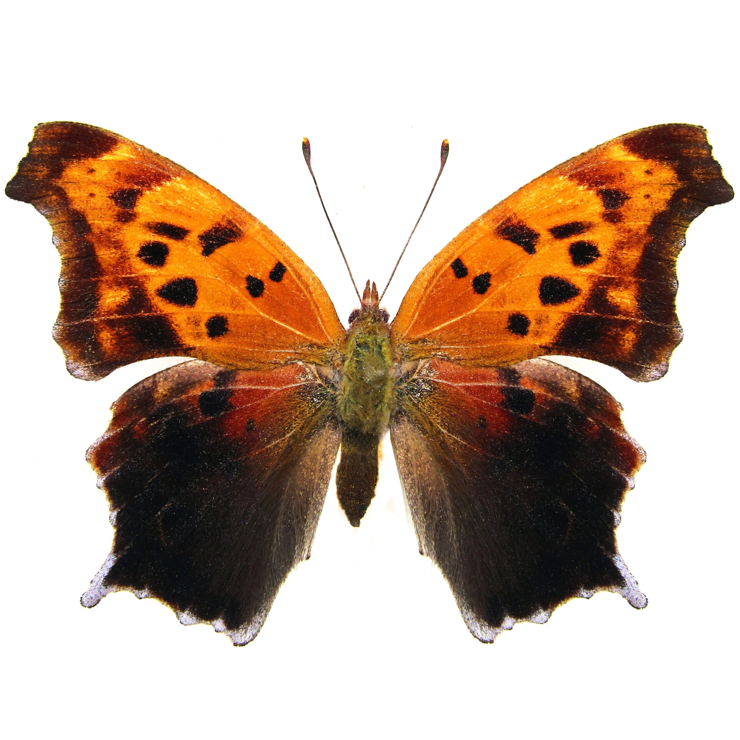 Polygonia interrogationis “Question Mark butterfly” orange black USA