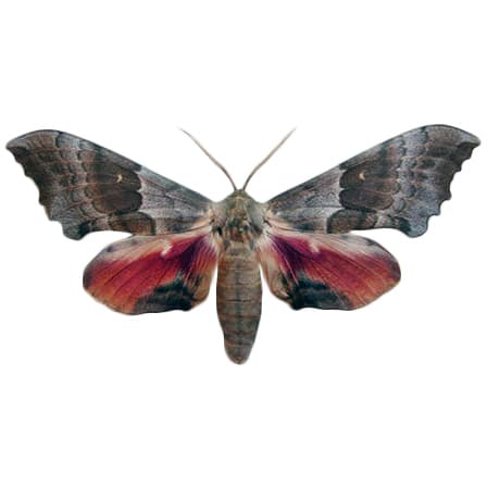 Pachysphinx occidentalis “Big Poplar Sphinx” pink moth Arizona USA