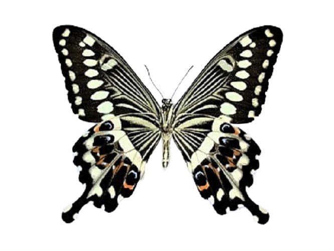 Papilio lormieri VERSO “Central Emperor Swallowtail” black white butterfly Africa