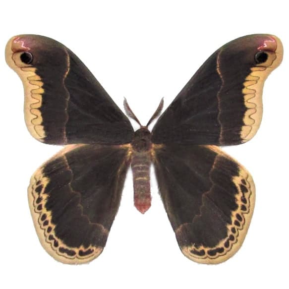 Callosamia promethea MALE saturn moth USA