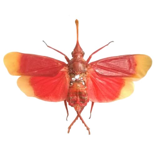 Pyrops hamdjahi “Blood-Red lanternfly” red pink leaf hopper Indonesia