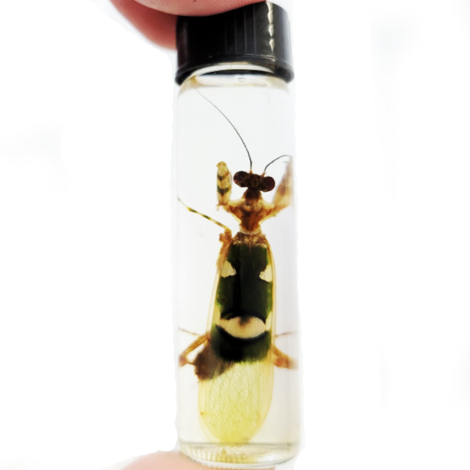 Creobroter wahlbergii green praying mantis preserved wet specimen Africa