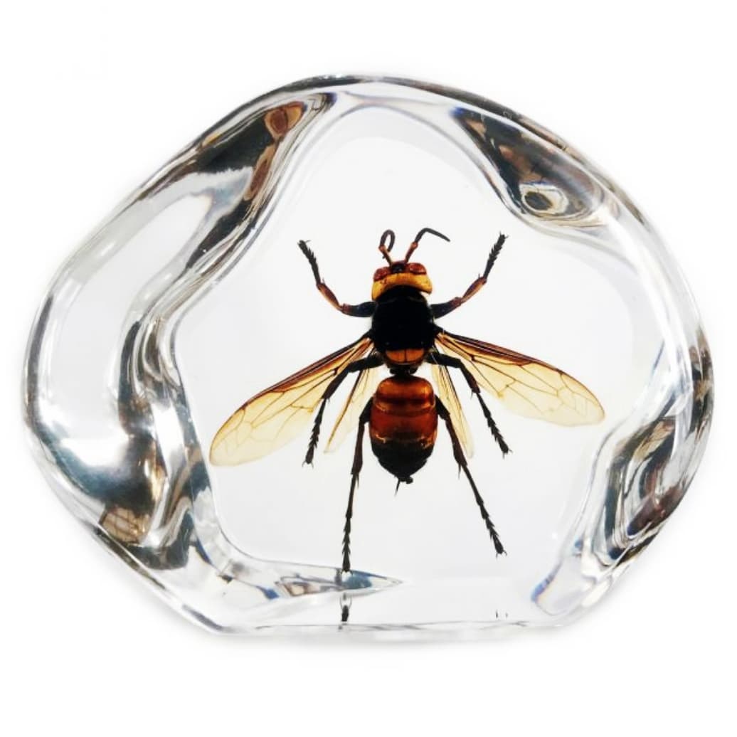 Vespa mandarinia WINGS SPREAD murder hornet resin display