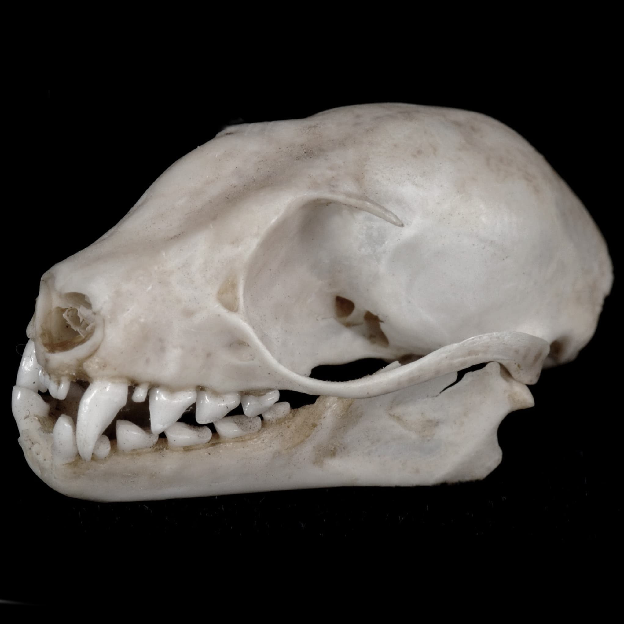 Cynopterus brachyotis tuxedo bat skull skeleton Indonesia XL