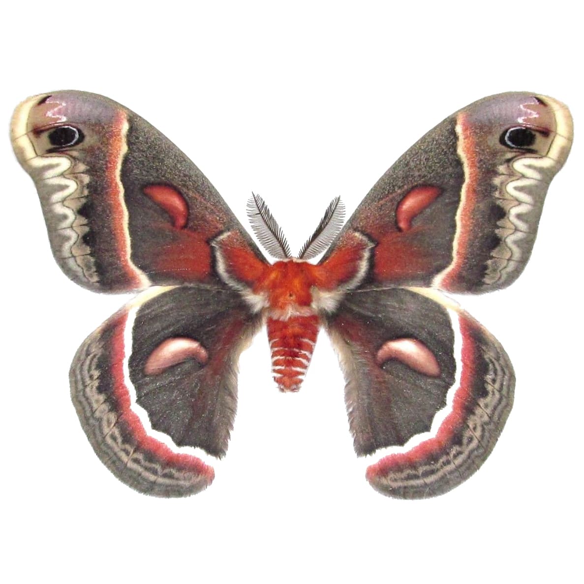 Hyalophora cecropia “Robin moth” red saturn moth Indiana USA