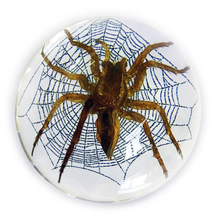 Spider preserved on web resin display
