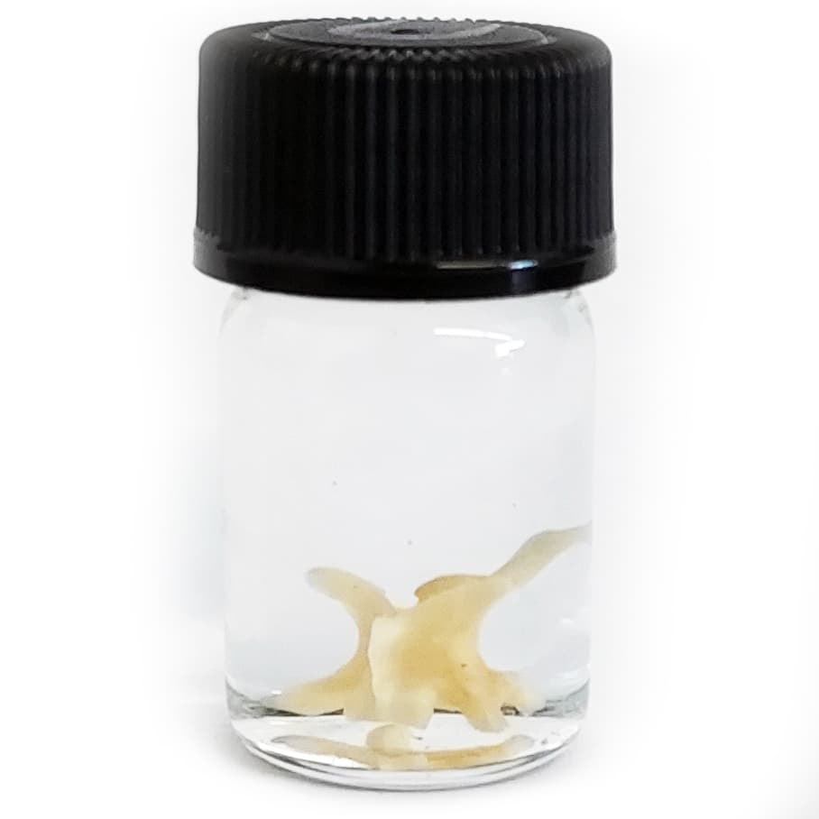 Rattlesnake vertebra bone preserved wet specimen