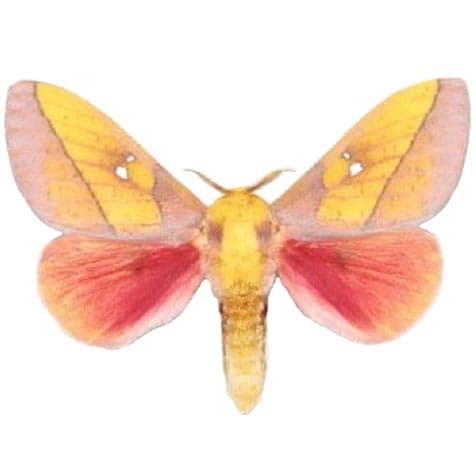 Sphingicampa montana MALE pink yellow saturn moth Arizona USA