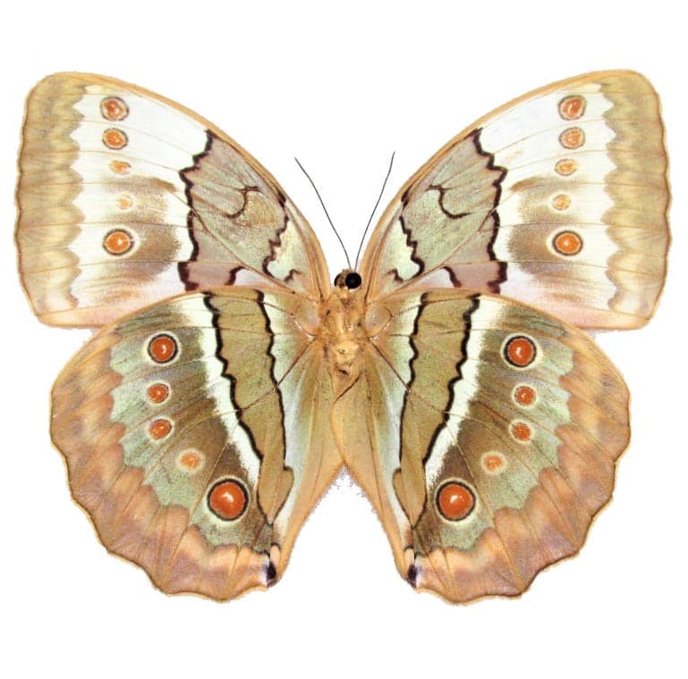 Stichophthalma louisa VERSO “Jungle Queen” yellow butterfly Thailand