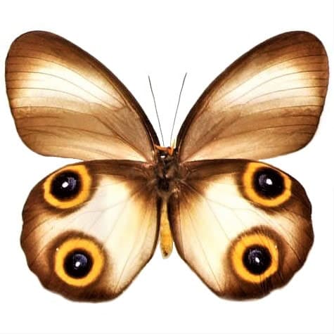 Taenaris artemis owl mimic eyed butterfly Indonesia (CIRS)