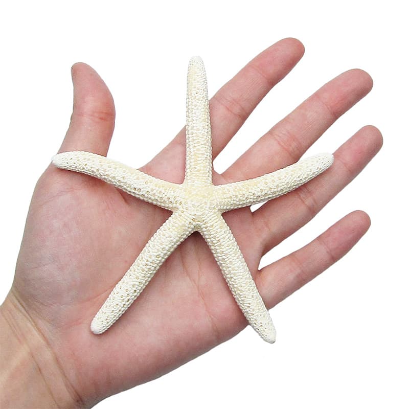 Finger starfish HUGE preserved specimen Philippines