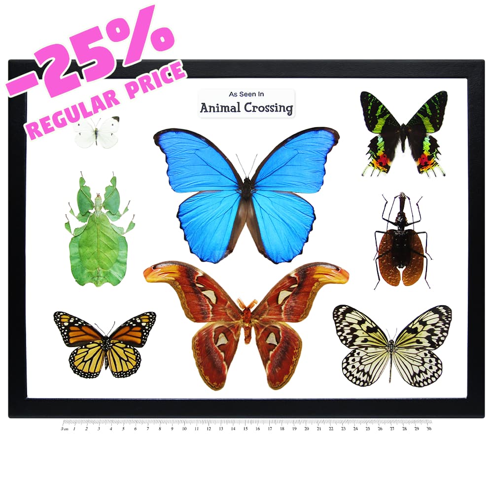 LIMITED EDITION Framed Butterfly Bug Species from Animal Crossing DISCOUNTED