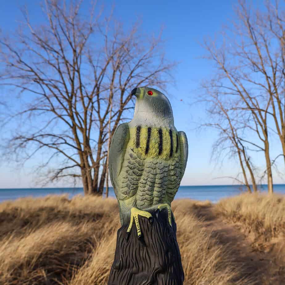 Falcon Decoy - thumbnail 5
