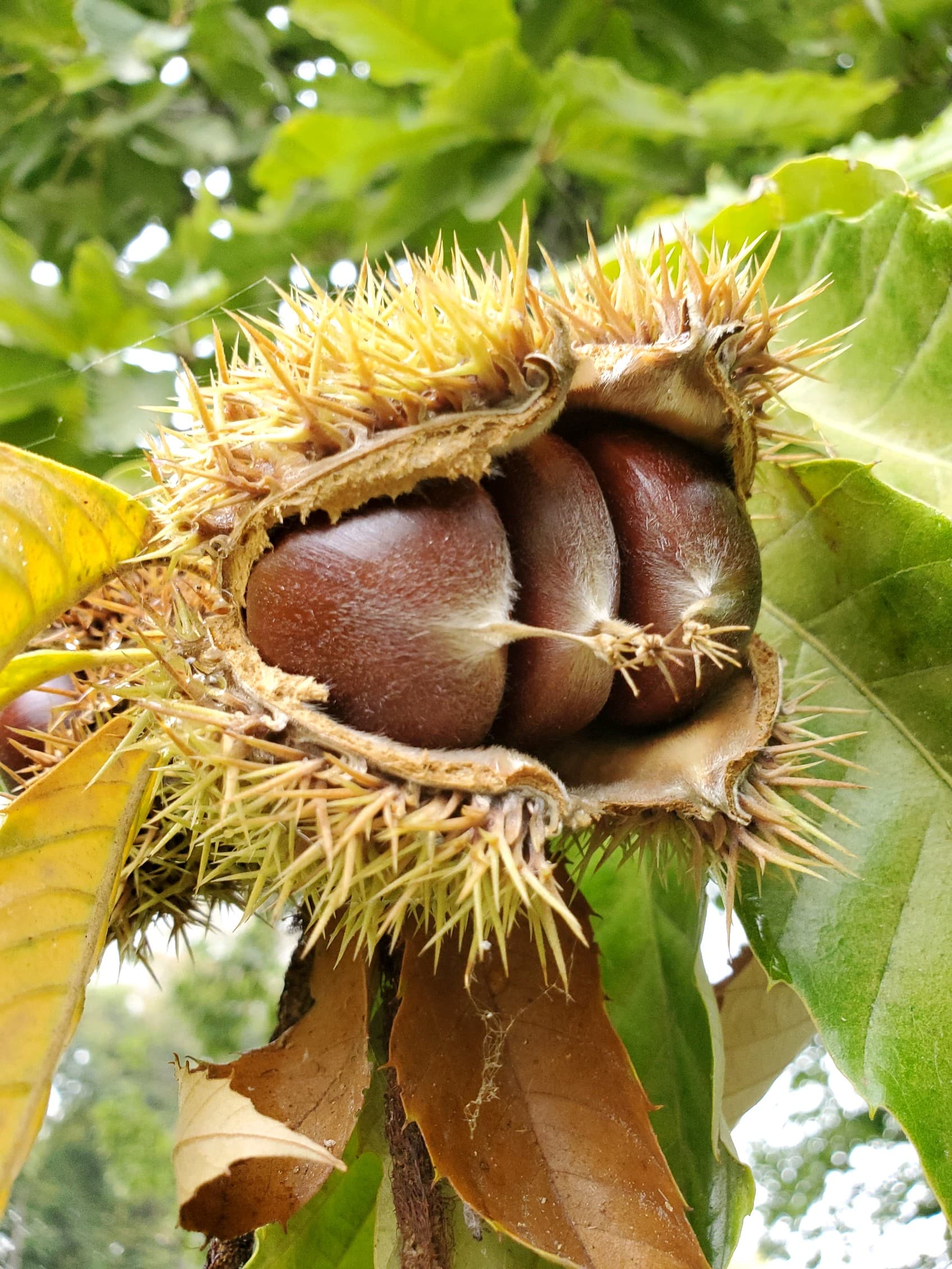 Northern Giant™ Hybrid Chestnut - thumbnail 4