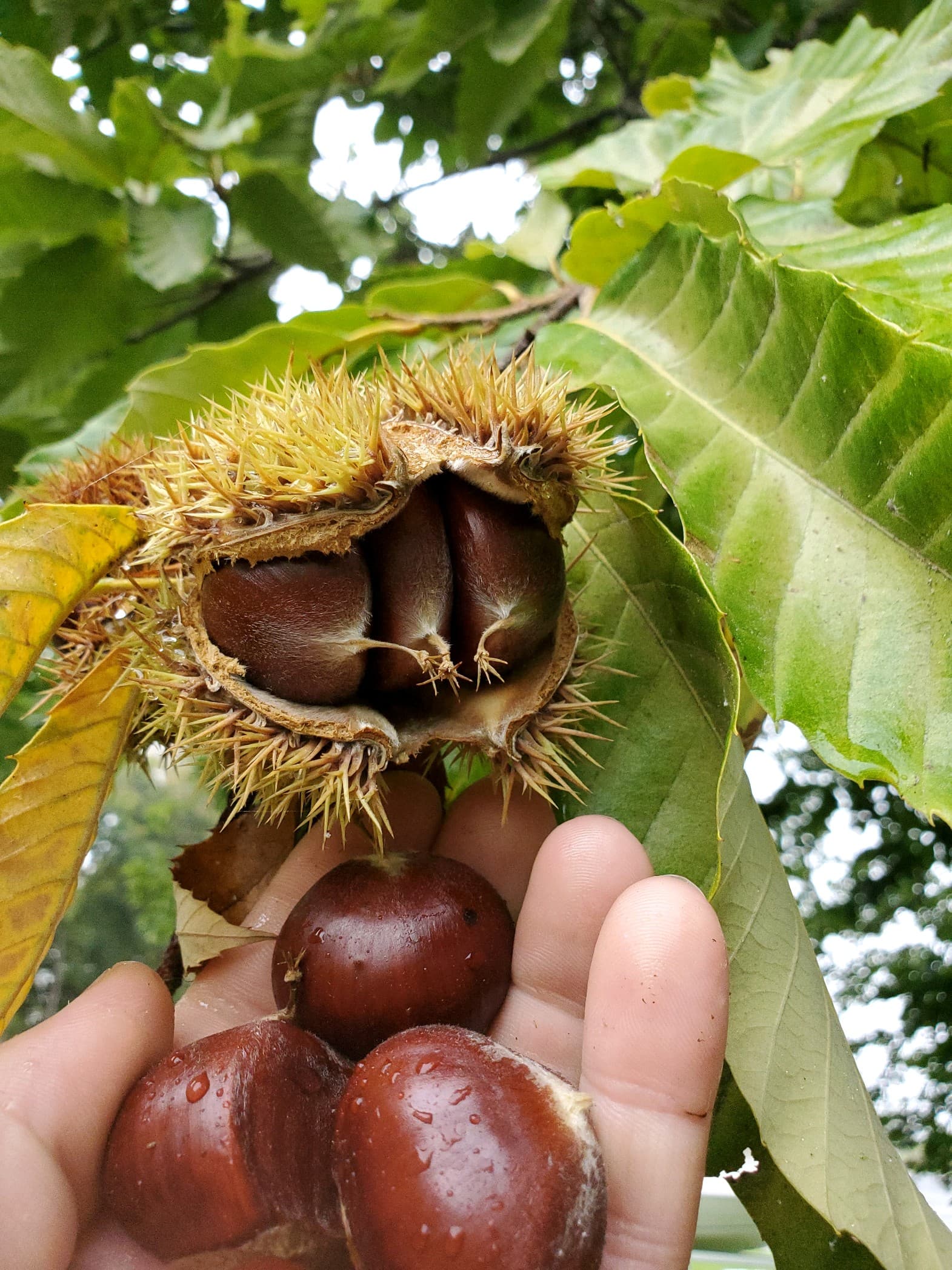 Northern Giant™ Hybrid Chestnut