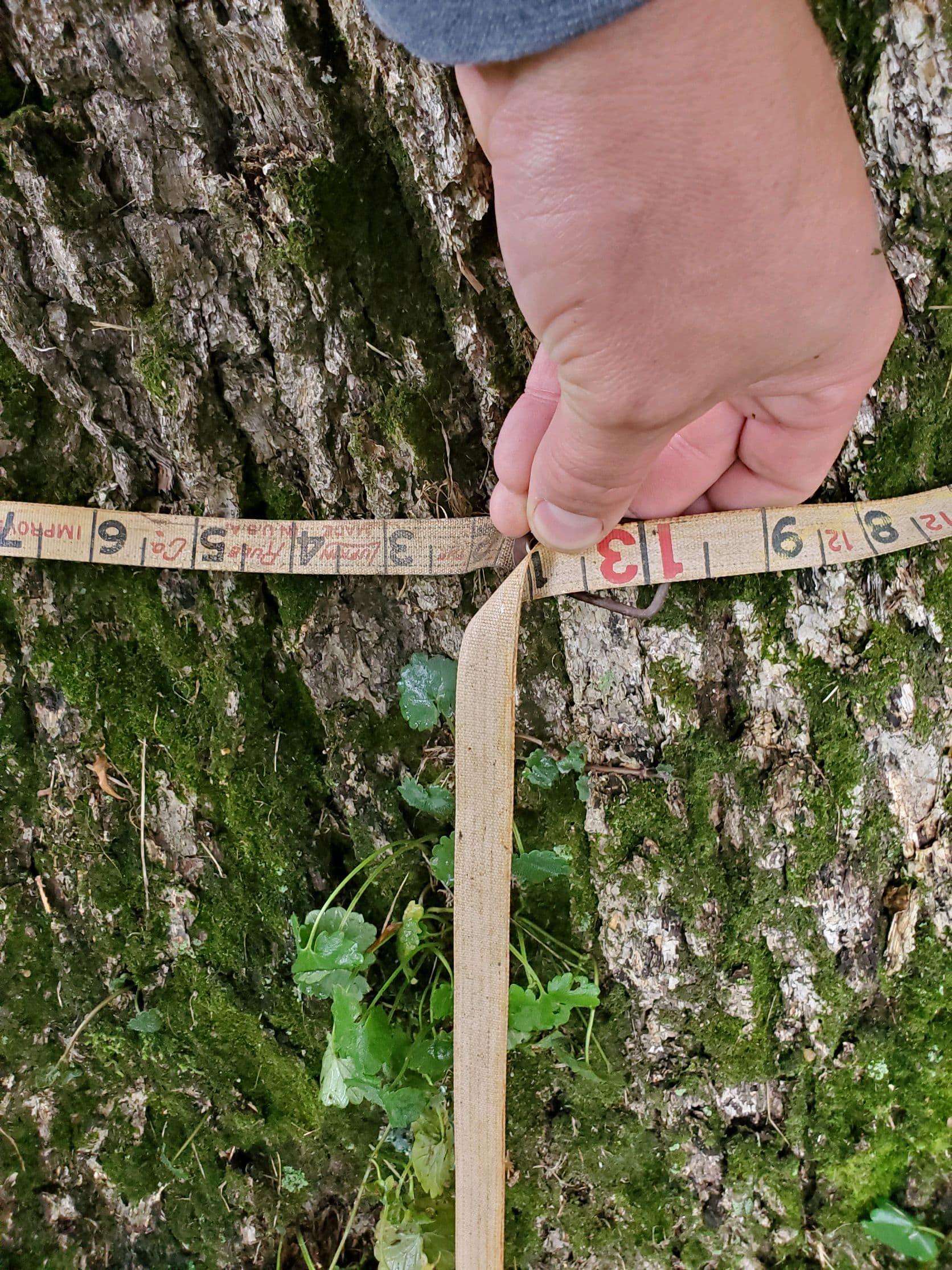 Northern Giant™ Hybrid Chestnut - thumbnail 2