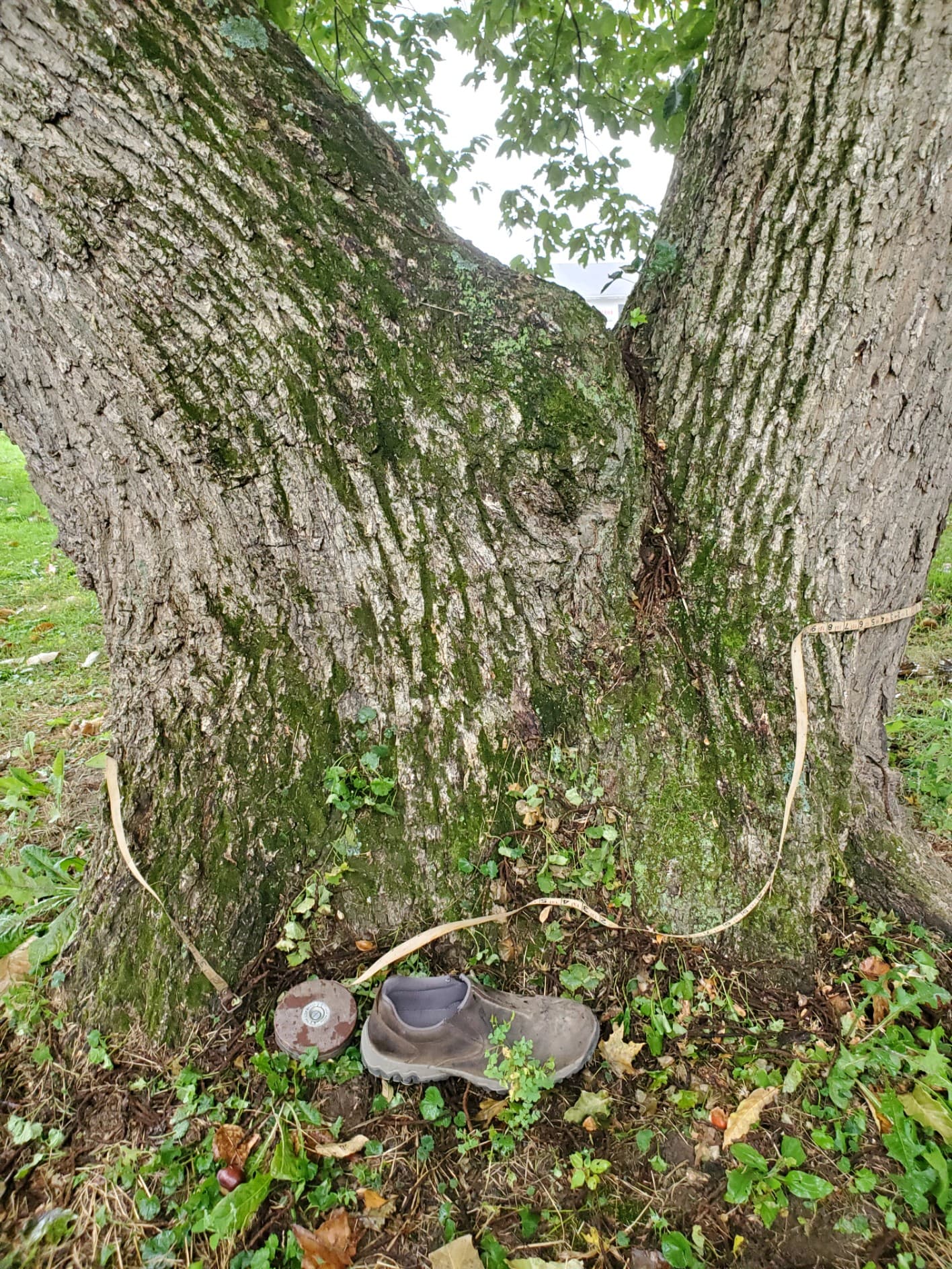 Northern Giant™ Hybrid Chestnut - thumbnail 3