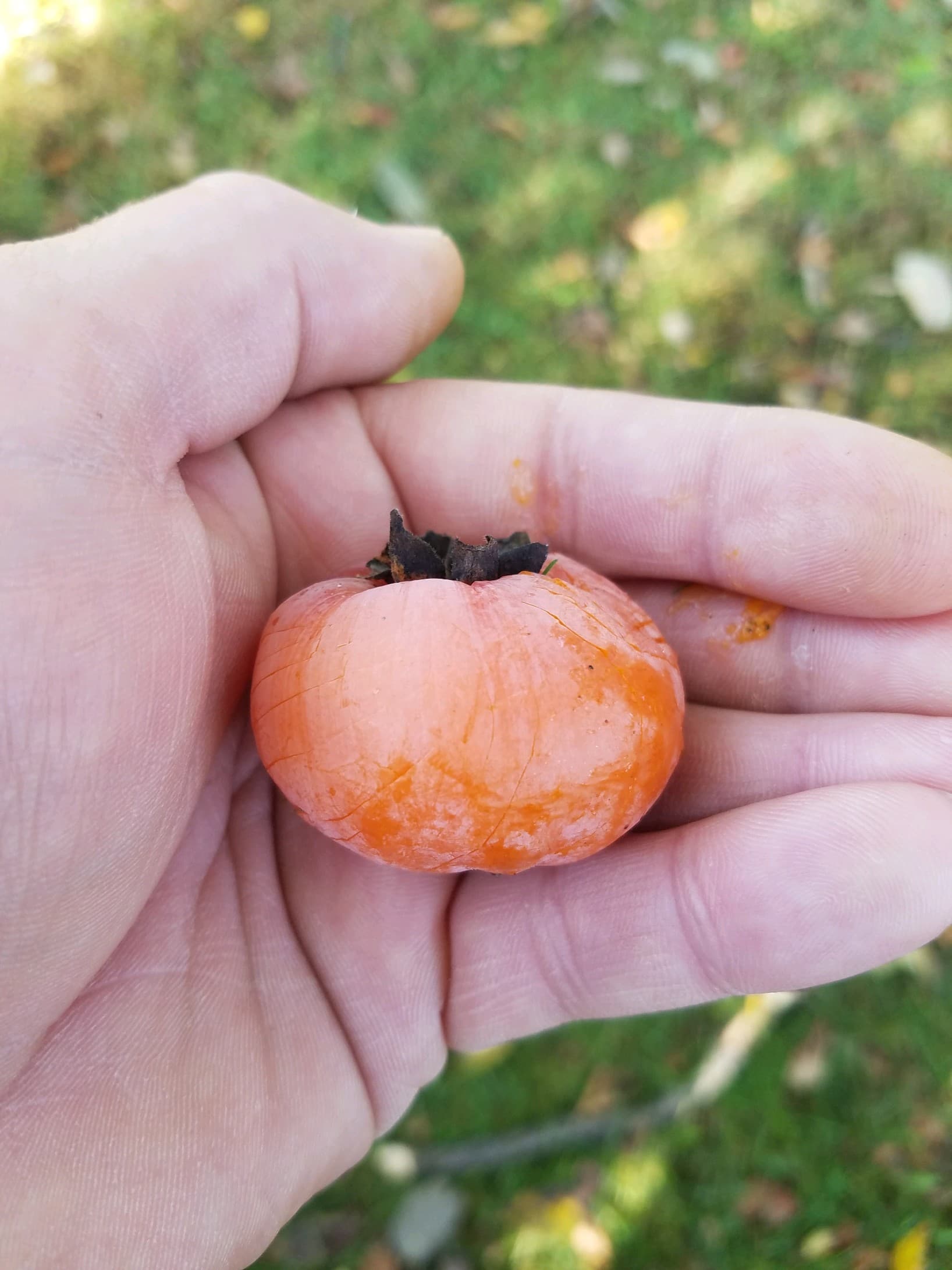 Deer Luscious™ Persimmon