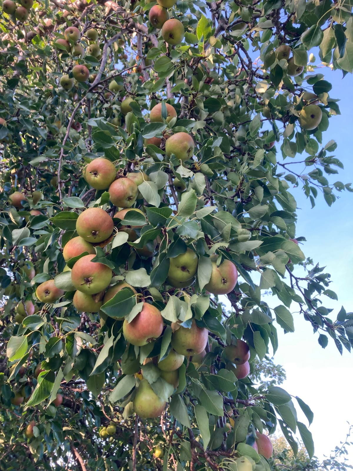 Marble Hill Pear