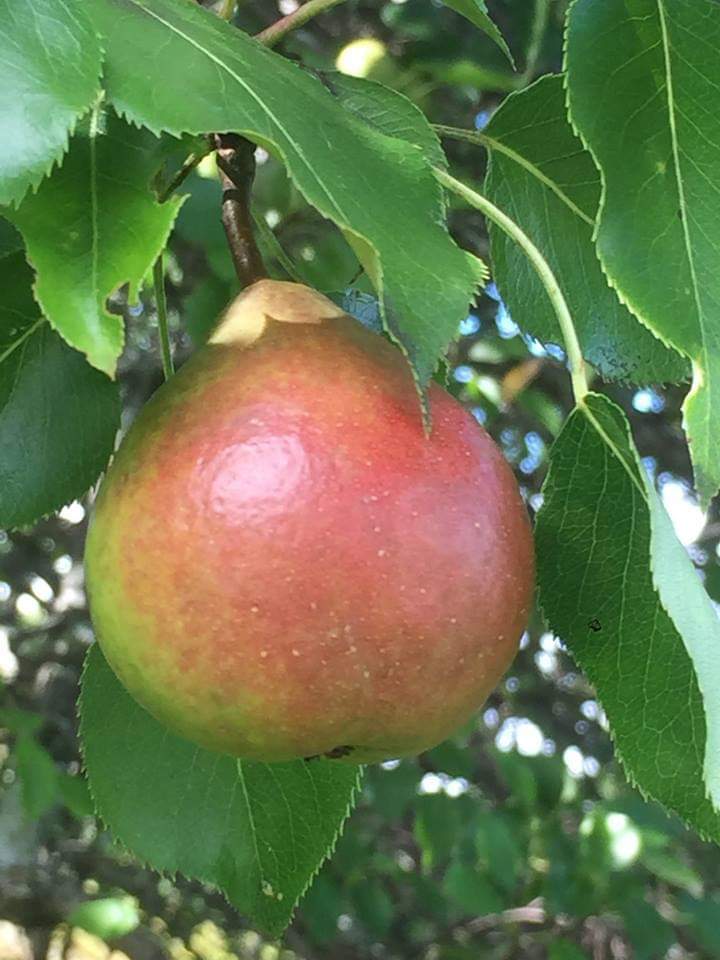 Marble Hill Pear - thumbnail 4