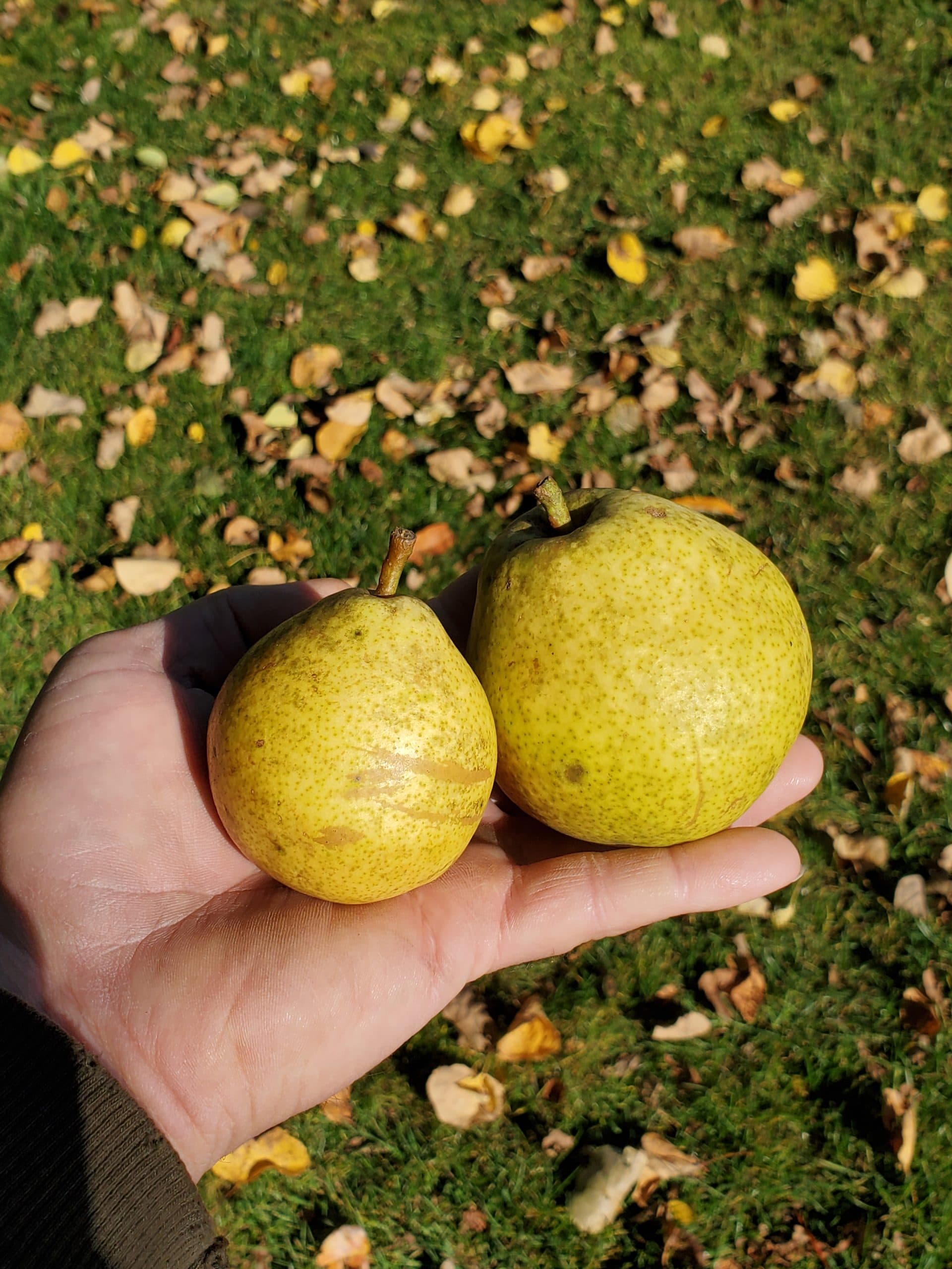 Jackpot Pear™