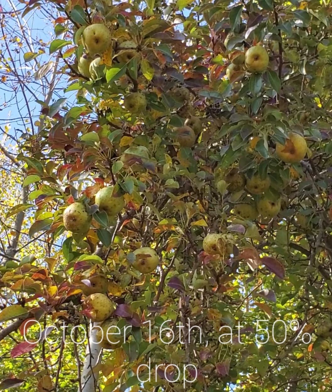 Jackpot Pear™ - thumbnail 2