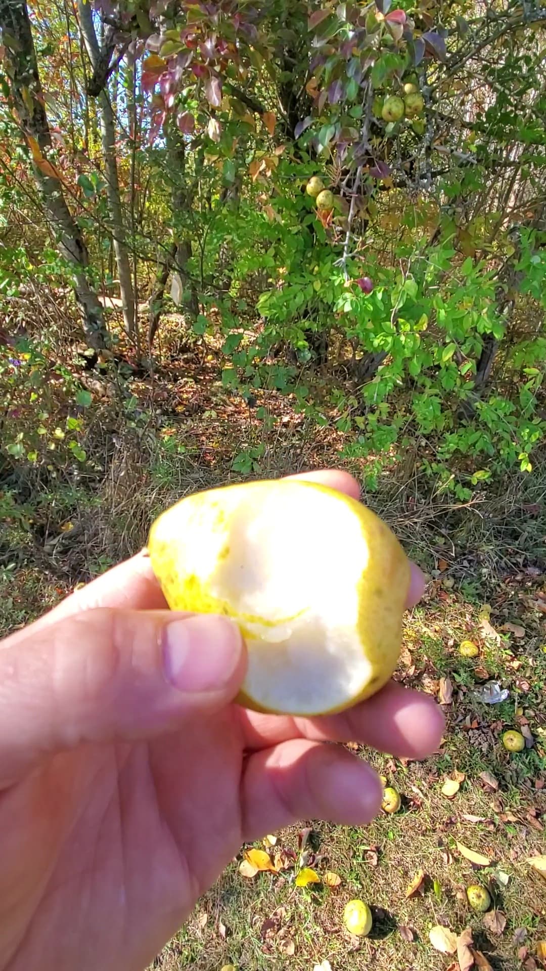 Jackpot Pear™ - thumbnail 3