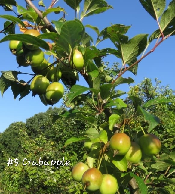 #5 Crabapple