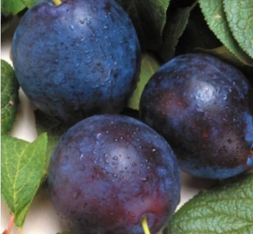 Bluebyrd Plum