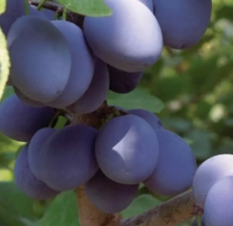 NY9® Plum