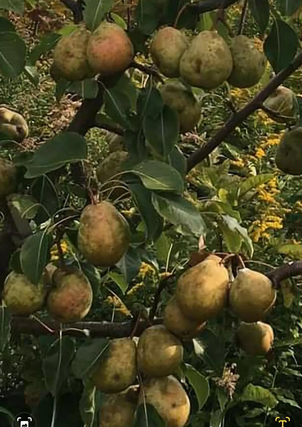 Luscious Pear