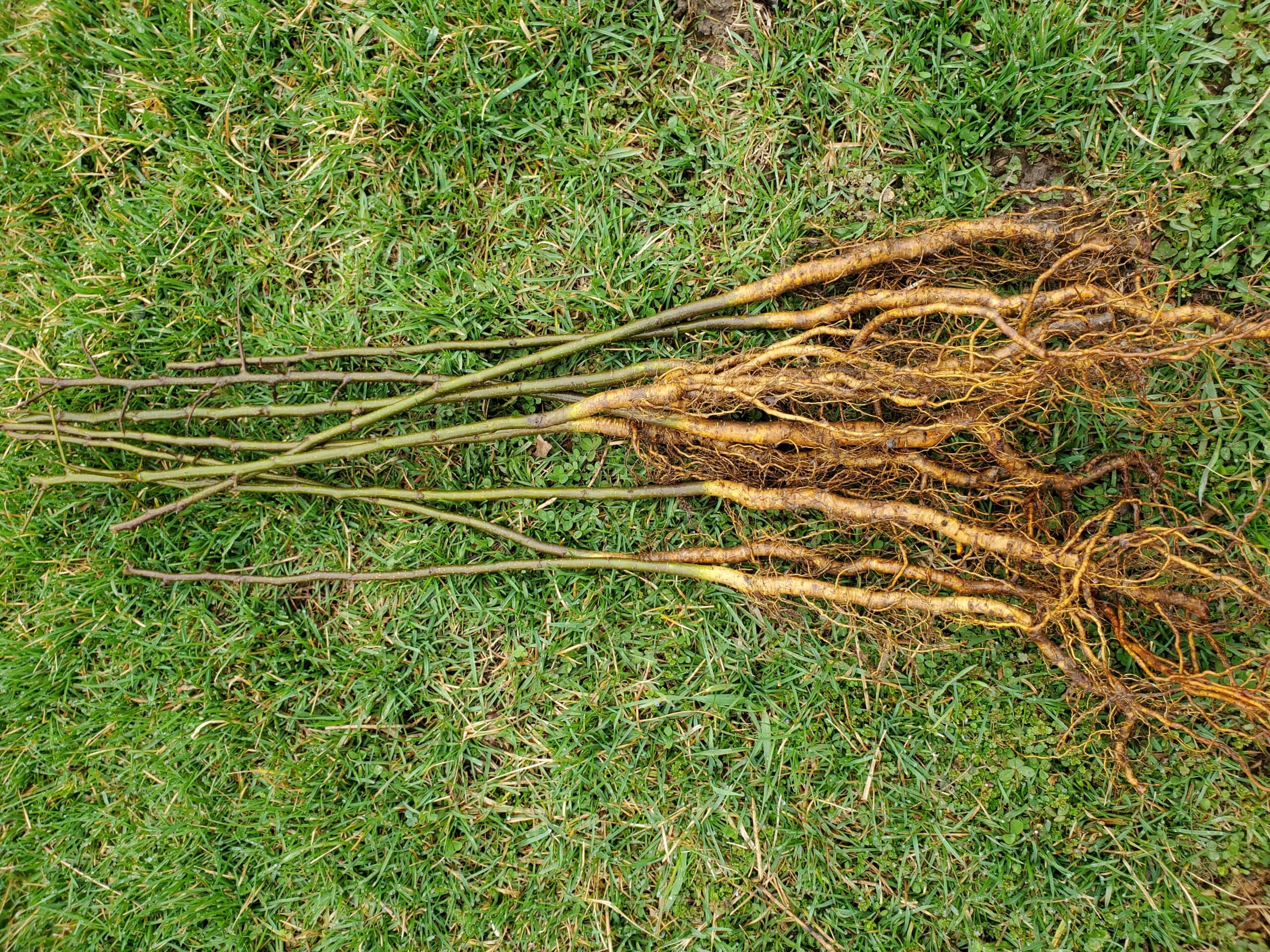 Antonovka Rootstock