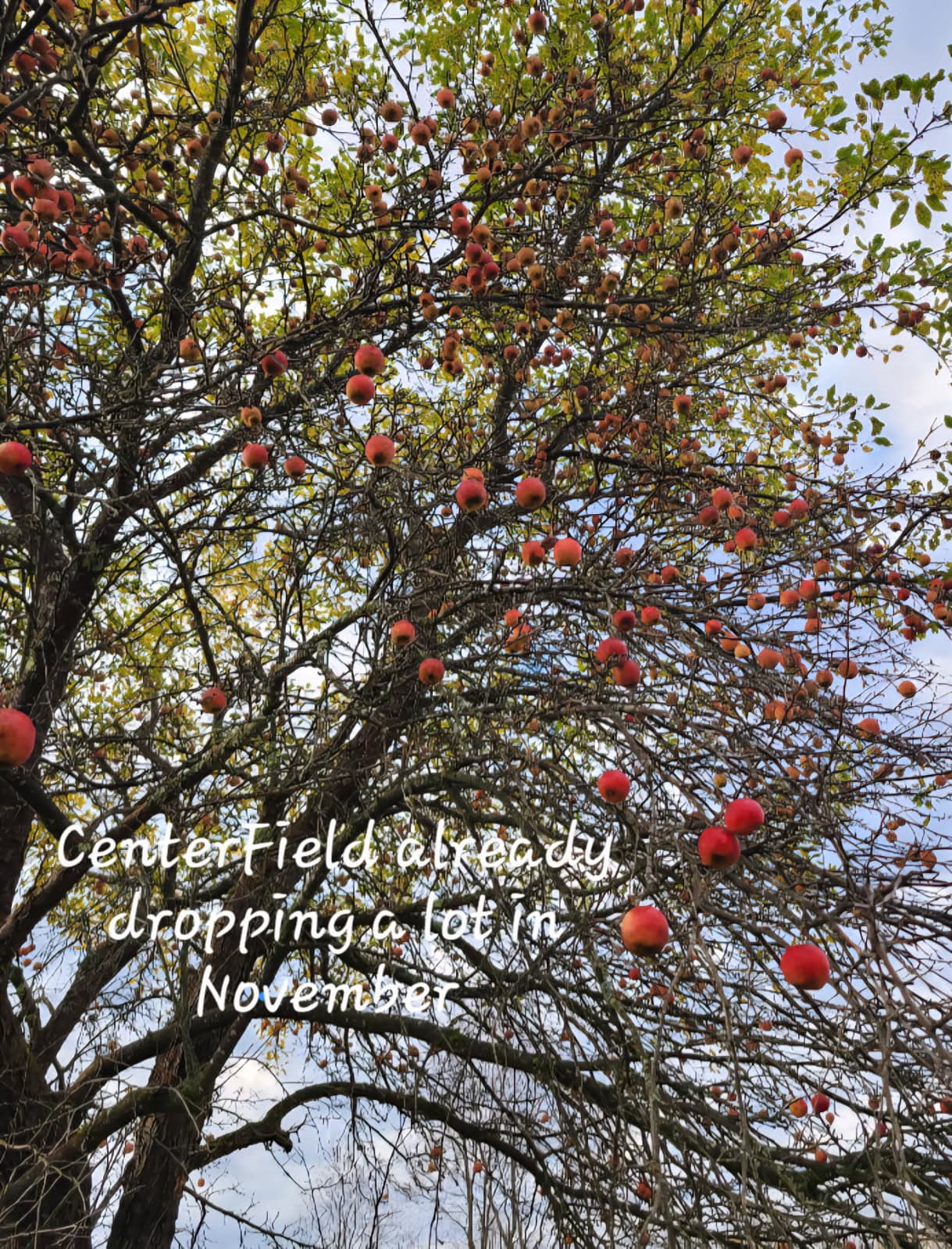 CenterField™ Apple Crab