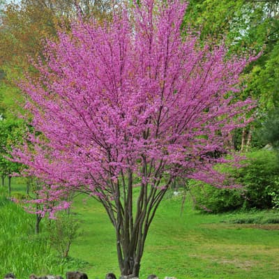 Eastern Redbud Tree