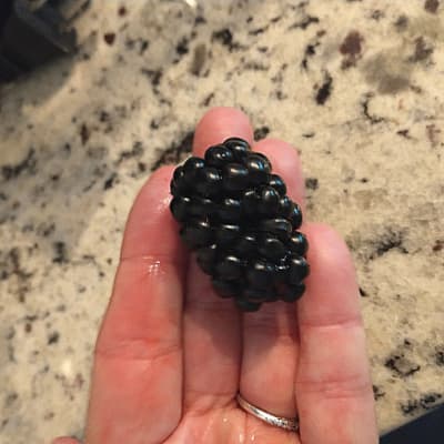 Prime-Ark Freedom Thornless Blackberry Plant