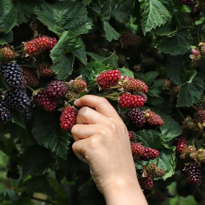 Navaho Thornless Blackberry Plant
