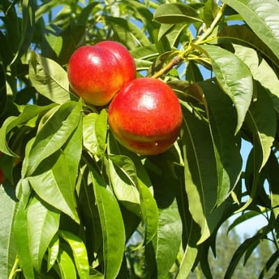 Smooth Texan One Nectarine Tree