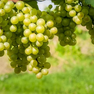 Southern Sensation Seedless Grapevine