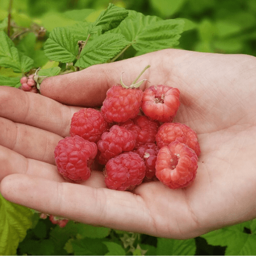Caroline Raspberry Plant